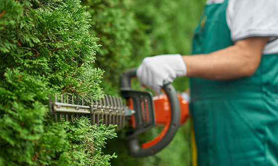 person using hedge trimmer on lush foliage for garden maintenance and landscaping
