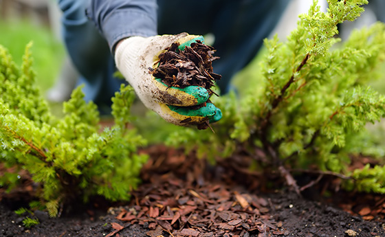 person wearing gloves holding mulch while gardening next to green shrubs three gardening tips for healthy plants