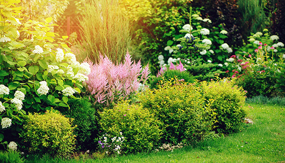 vibrant garden with colorful flowers and lush greenery featuring five distinct plants and shrubs for a serene landscape